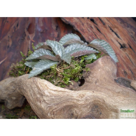 Pílea, tüzér virág - Pilea pubescens Liebmanni Silver Cloud Pílea, tüzér virág - Pilea pubescens Liebmanni Silver Cloud