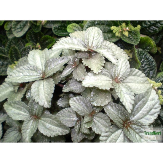 Pílea, tüzér virág - Pilea pubescens Liebmanni Silver Cloud Pílea, tüzér virág - Pilea pubescens Liebmanni Silver Cloud