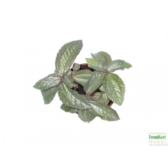 Pílea, tüzér virág - Pilea pubescens Liebmanni Silver Cloud Pílea, tüzér virág - Pilea pubescens Liebmanni Silver Cloud