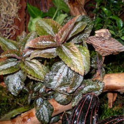 Pílea, tüzér virág - Pilea spruceana Silver Tree Pílea, tüzér virág - Pilea spruceana Silver Tree