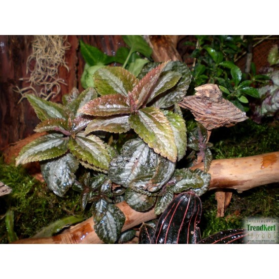 Pílea, tüzér virág - Pilea spruceana Silver Tree