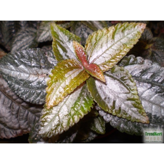 Pílea, tüzér virág - Pilea spruceana Silver Tree