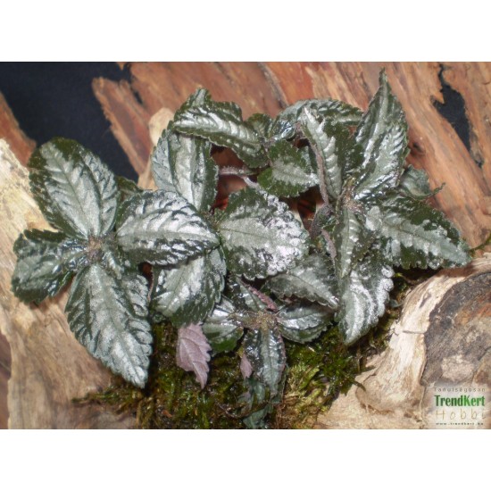 Pílea, tüzér virág - Pilea spruceana Silver Tree