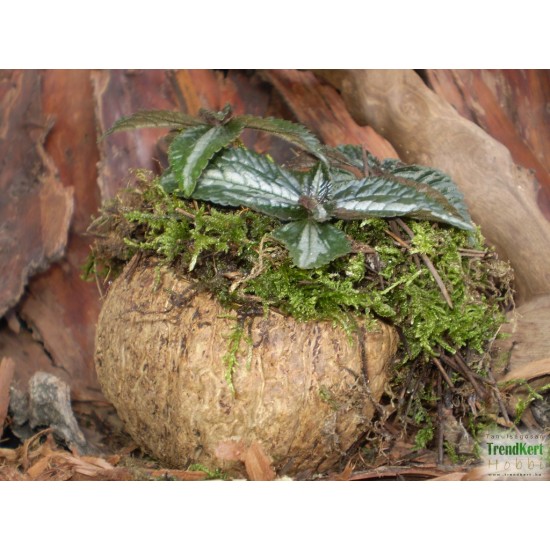 Pílea, tüzér virág - Pilea spruceana Silver Tree