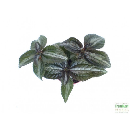 Pílea, tüzér virág - Pilea spruceana Silver Tree