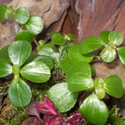 Pílea, tüzér virág - Pilea variant Pílea, tüzér virág - Pilea variant