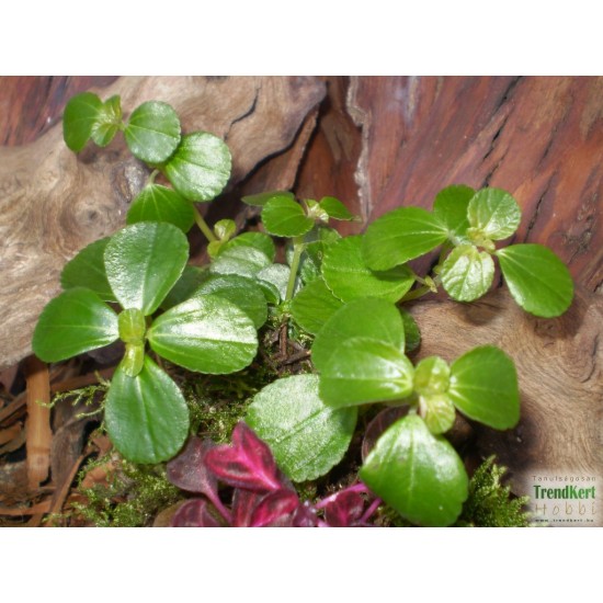 Pílea, tüzér virág - Pilea variant Pílea, tüzér virág - Pilea variant