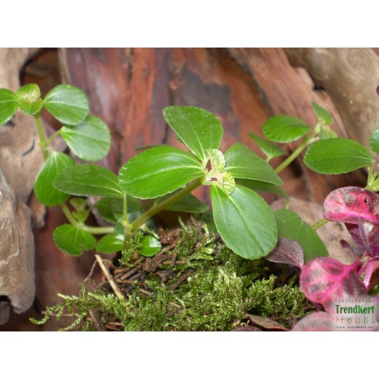 Pílea, tüzér virág - Pilea variant Pílea, tüzér virág - Pilea variant