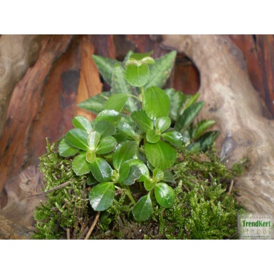 Pílea, tüzér virág - Pilea variant Pílea, tüzér virág - Pilea variant