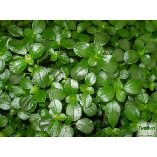 Pílea, tüzér virág - Pilea variant Pílea, tüzér virág - Pilea variant