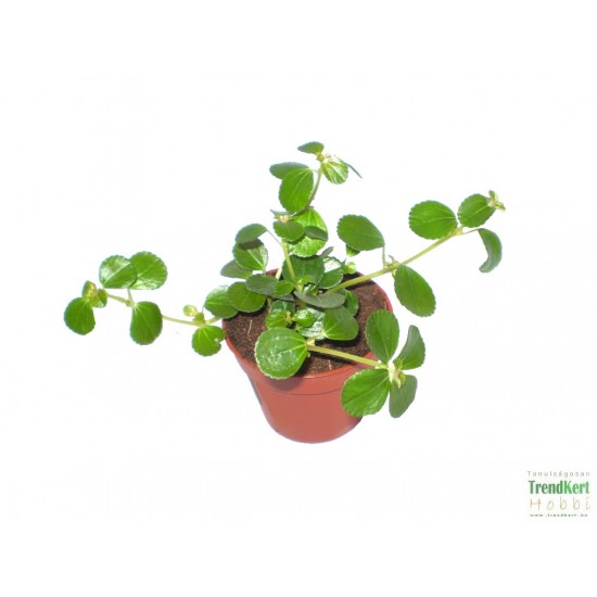 Pílea, tüzér virág - Pilea variant Pílea, tüzér virág - Pilea variant