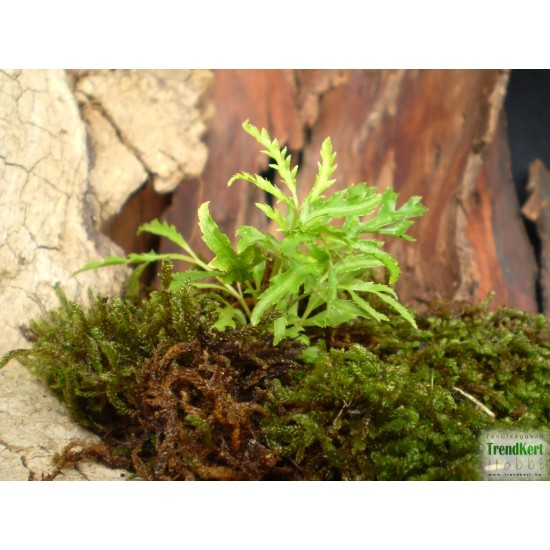 Páfrányarália - Polyscias fruticosa 