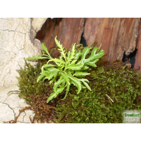 Páfrányarália - Polyscias fruticosa 