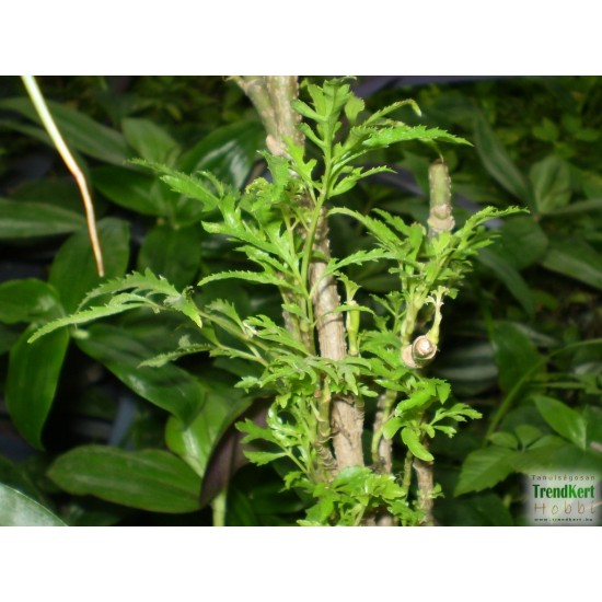 Páfrányarália - Polyscias fruticosa 