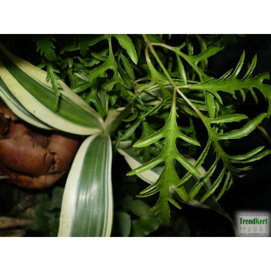 Páfrányarália - Polyscias fruticosa 