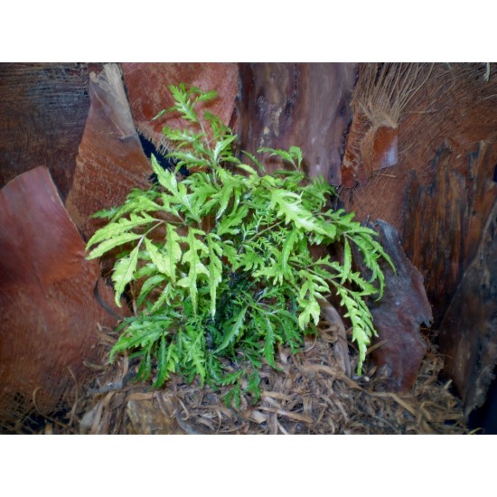 Páfrányarália - Polyscias fruticosa 