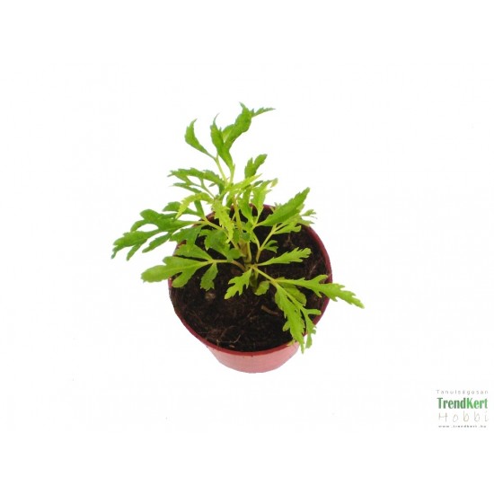 Páfrányarália - Polyscias fruticosa 