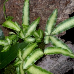 Szalagpáfrány - Pteris cretica Albolineata 
