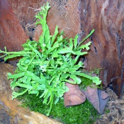 Szalagpáfrány - Pteris cretica var. 02