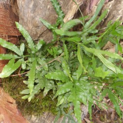 Szalagpáfrány - Pteris cretica wimsettii 