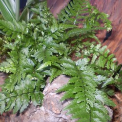 Szalagpáfrány - Pteris quadriaurita
