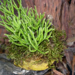 Korallkaktusz - Rhipsalis hatiora