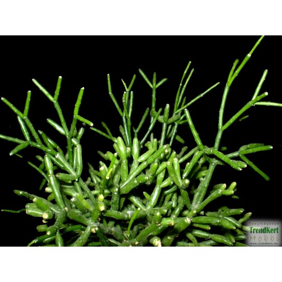 Korallkaktusz - Rhipsalis hatiora