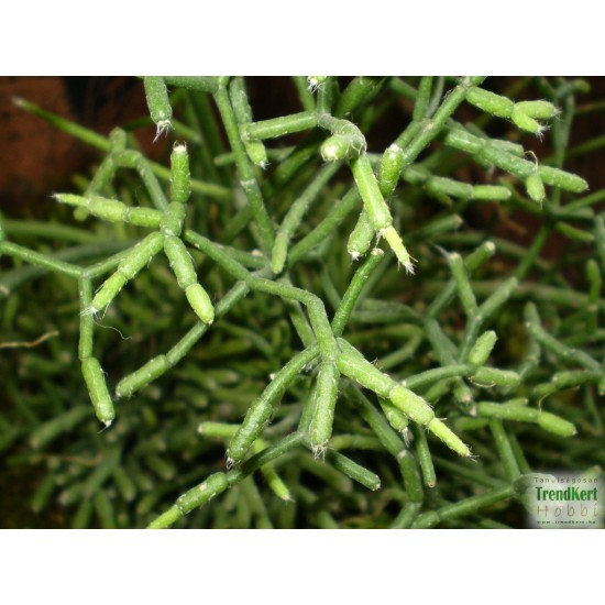 Korallkaktusz - Rhipsalis hatiora