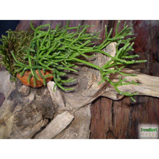 Korallkaktusz - Rhipsalis hatiora