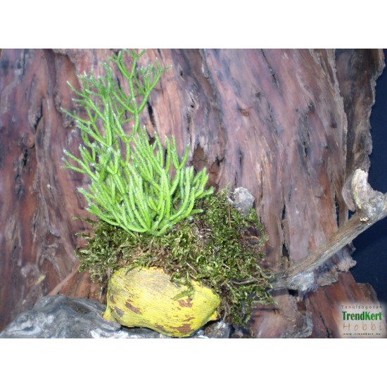 Korallkaktusz - Rhipsalis hatiora