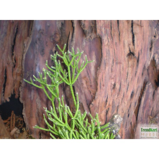 Korallkaktusz - Rhipsalis hatiora