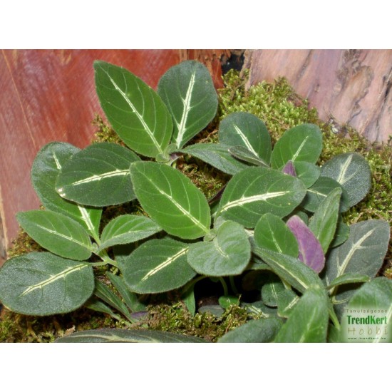 Trópusi tölcsérvirág - Ruellia makoyana 