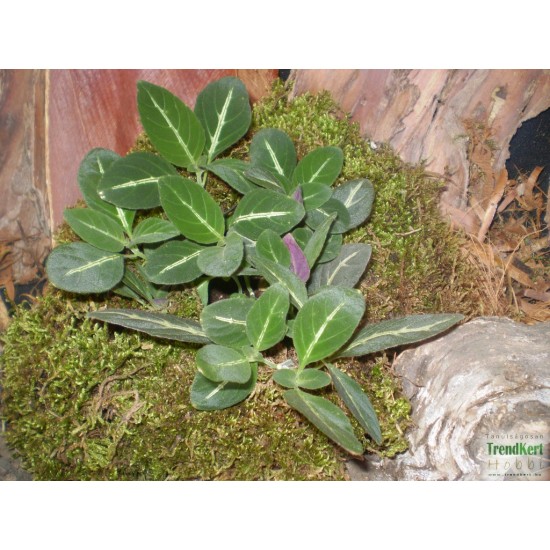 Trópusi tölcsérvirág - Ruellia makoyana 