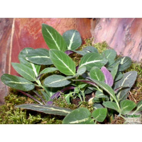 Trópusi tölcsérvirág - Ruellia makoyana 