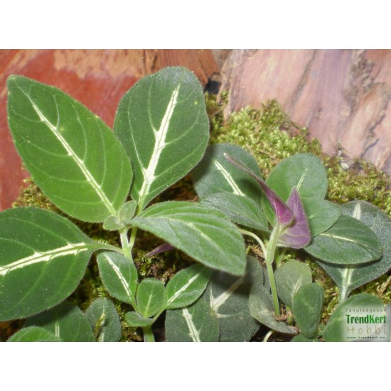 Trópusi tölcsérvirág - Ruellia makoyana 