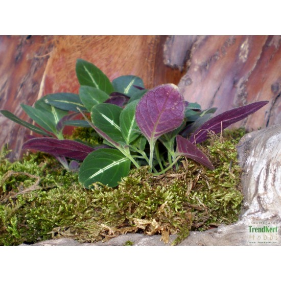 Trópusi tölcsérvirág - Ruellia makoyana 