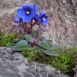 Mini Afrikai ibolya - Saintpaulia ionantha Mini Dark Blue