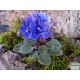 Mini Afrikai ibolya - Saintpaulia ionantha Mini Dark Blue