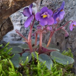 Mini Afrikai ibolya - Saintpaulia ionantha  Mini Purple Velvet