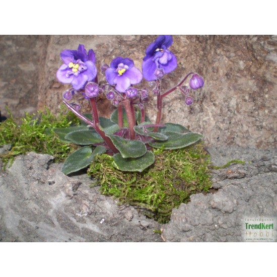 Mini Afrikai ibolya - Saintpaulia ionantha  Mini Purple Velvet