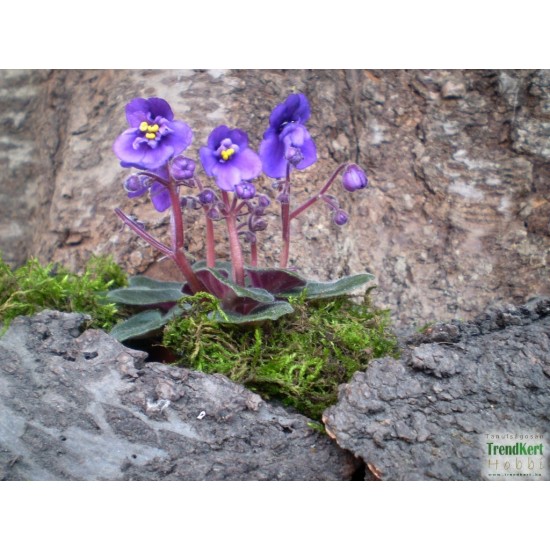 Mini Afrikai ibolya - Saintpaulia ionantha  Mini Purple Velvet