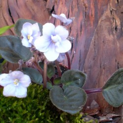 Mini Afrikai ibolya - Saintpaulia ionantha  Mini Blue 