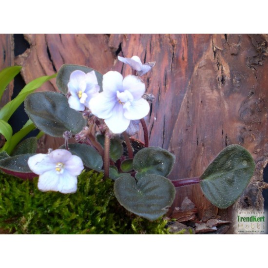 Mini Afrikai ibolya - Saintpaulia ionantha  Mini Blue 