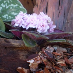 Mini Afrikai ibolya - Saintpaulia ionantha Mini Rose