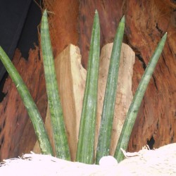 Szanszeviéria, Anyósnyelv - Sansevieria cylindrica Szanszeviéria, Anyósnyelv - Sansevieria cylindrica