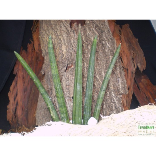 Szanszeviéria, Anyósnyelv - Sansevieria cylindrica 