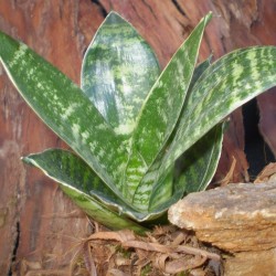 Szanszeviéria, Anyósnyelv - Sansevieria futura GreenMagic Szanszeviéria, Anyósnyelv - Sansevieria futura GreenMagic