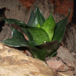 Szanszeviéria, Anyósnyelv - Sansevieria futura Universe Szanszeviéria, Anyósnyelv - Sansevieria futura Universe