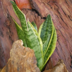 Szanszeviéria, Anyósnyelv - Sansevieria futura Superba Szanszeviéria, Anyósnyelv - Sansevieria futura Superba