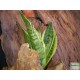 Szanszeviéria, Anyósnyelv - Sansevieria futura Superba